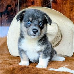 Marilla Cuthbert - Gray and white female American Corgi puppy in Paden, Oklahoma from Sunray Ranch