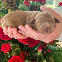 Poinsettia - Red  female Goldendoodle puppy in Mattawan, Michigan from KaZoo Doodles