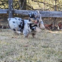 Jake Sully - Blue merle male Miniature Australian Shepherd puppy in Orrtanna, Pennsylvania from Mountain Top Shepherd's