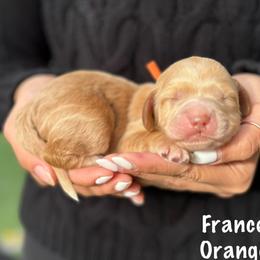 Francesca - Caramel red female Australian Labradoodle puppy in Morgan Hill, California from Loving Labradoodles
