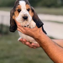Boy 6 - Black brown and white male Basset Hound puppy in Conway, Missouri from Ozark Mountain Kennel