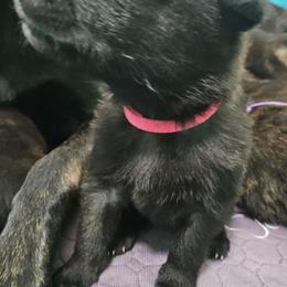 Pink collar girl - Black brindle female Dutch Shepherd puppy in Howey In The Hills, Florida from MAC K9 Dutch Shepherds