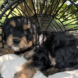 Chuck - Cavapoo puppy from That’s My Puppy
