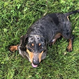 Maverick - Dachshund