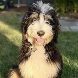 Bernedoodle, Bernese Mountain Dog, and Poodle Puppies from Bubbling Springs Doodles, LLC
