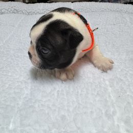 Boston Terrier Puppies from Washburns bostons