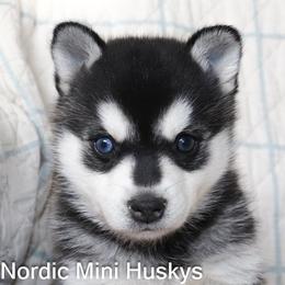 Boy 1 - Black and white male Alaskan Klee Kai puppy in Klamath Falls, Oregon from Nordic Mini Huskys