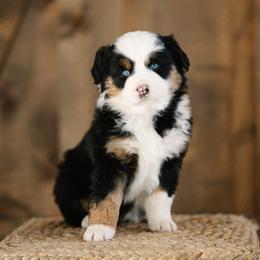 Miniature Australian Shepherd Puppies from R Heart Mini Aussies