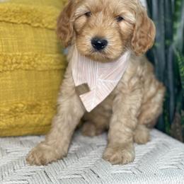 Australian Labradoodle Puppies from Pixie Doodle Paws