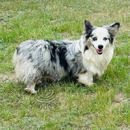 Hunk - American Corgi
