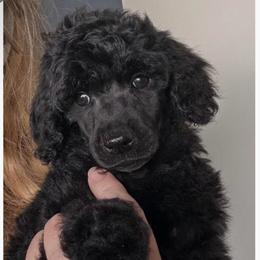 Elsie - Black female Poodle puppy in Greenwich, New York from MizzElle’s Standard Poodles