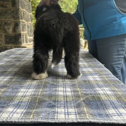 Bearded Collie and Border Collie Puppies from Beloved Bearded & Border Collies