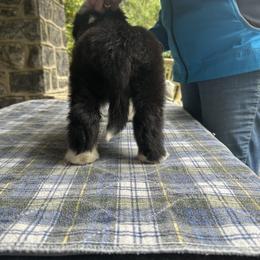 Bearded Collie and Border Collie Puppies from Beloved Bearded & Border Collies