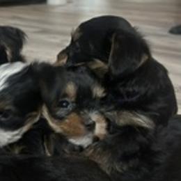 Yorkshire Terriers from Broken Road Acres Yorkies