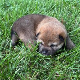 Spencer - Sesame male Shiba Inu puppy in Covington, Ohio from Rustic Country Shibas