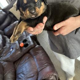 Baby girl - Black and mahogany female Rottweiler puppy in Colorado Springs, Colorado from Von Locher Rotties