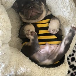 French Bulldog Puppies from Baby Bear Frenchies