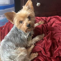 Winston - Yorkshire Terrier