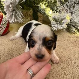 Jingle - Piebald female Dachshund puppy in Hawley, Texas from Little e Dachshunds
