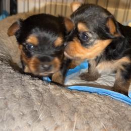 Yorkshire Terrier puppies from M.Y. Morkies and Yorkies