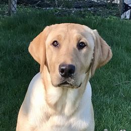 Labrador Retriever Puppies from Sycamore Kennels