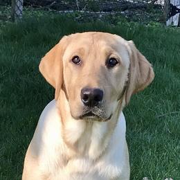 Labrador Retriever Puppies from Sycamore Kennels