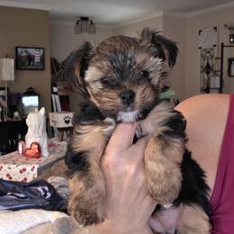 Green Girl - Black and gold female Yorkshire Terrier puppy in Lakeport, California from YORKIE BY THE LAKE