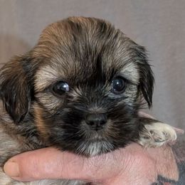 Fran - Brindle female Lhasa Apso puppy in Fort Worth, Texas from Cynthia's Lhasa Apsos
