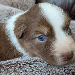 Hugs - red tri female - Red tri-color female Australian Shepherd puppy in Texas from Wray Aussies