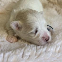 Alvin - White male Maltese puppy in Raleigh, North Carolina from Loveable Litters