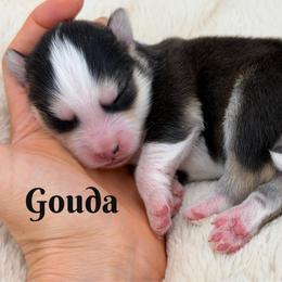 Gouda - Gray and white female Pomsky puppy in Eastman, Georgia from Once Upon A Pomsky