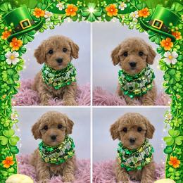 Indie - Apricot female Goldendoodle puppy in Rising Sun, Indiana from Ruby Lane Doodles