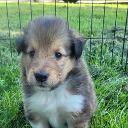 AJ - Sable male Collie puppy in Mattoon, Illinois from Gold Leaf Collies