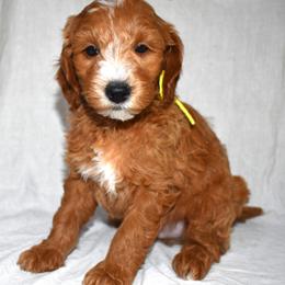 Skip - Red  male Goldendoodle puppy in Jasper, Indiana from Hilltop Pups LLC