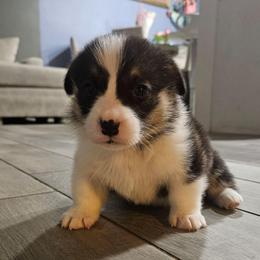 Bobby Nash - Black and tan male Pembroke Welsh Corgi puppy in Lilburn, Georgia from Wildflowercorgis