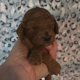Flareon - Red male Cavapoo puppy in Conklin, Michigan from Lake Michigan Couture Cavapoos & Cockapoos