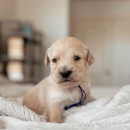 Eclair, Girl - Apricot female Goldendoodle puppy in Maricopa, Arizona from Desert Ridge Doodles