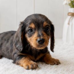 Mouse - Dapple male Dachshund puppy in Desloge, Missouri from Snows Doxies