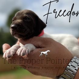 Freedom - female German Shorthaired Pointer puppy in Six Mile, South Carolina from The Proper Pointer Co.