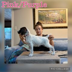 Pink purple - Liver and white female German Wirehaired Pointer puppy in Umatilla, Florida from Double D Picards and GWPs