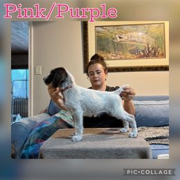 Pink purple - Liver and white female German Wirehaired Pointer puppy in Umatilla, Florida from Double D Picards and GWPs