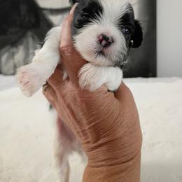 Boy 2 - Black and white male Shih Tzu puppy in Paradise, California from Richview Shihtzu