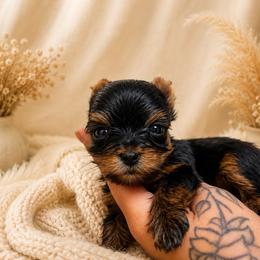 Red boy - Black and tan male Yorkshire Terrier puppy in Cornelia, Georgia from Kruz Kennels