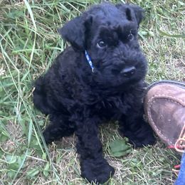Kerry Blue Terrier Puppies from Eirebear Kerry Blue Terriers