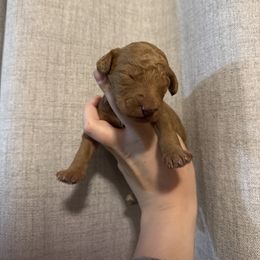 Orange - Apricot male Goldendoodle puppy in Sanford, Florida from Florida Coast Golden Doodles