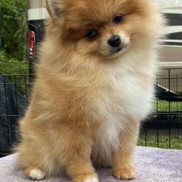 Pomeranian Puppies from Wonderland Pomeranians