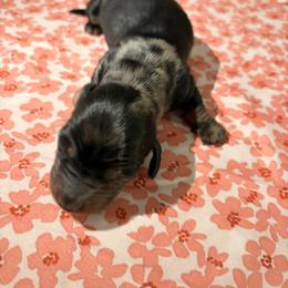 George - Dapple male Dachshund puppy in Brunswick, Georgia from Teenie Tiny Dachshunds