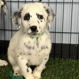 Stash Lua long coat - White and black male Dalmatian puppy in Sedalia, Missouri from Missouri Dalmatians