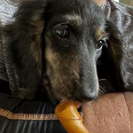 Shadow - Dachshund