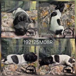 Boy 192125M08R - Black and white male German Shorthaired Pointer puppy in Moyie Springs, Idaho from Wier Farms GSP